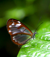Glass Wing