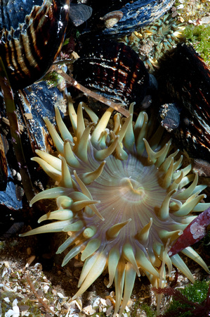 Under the Sea
